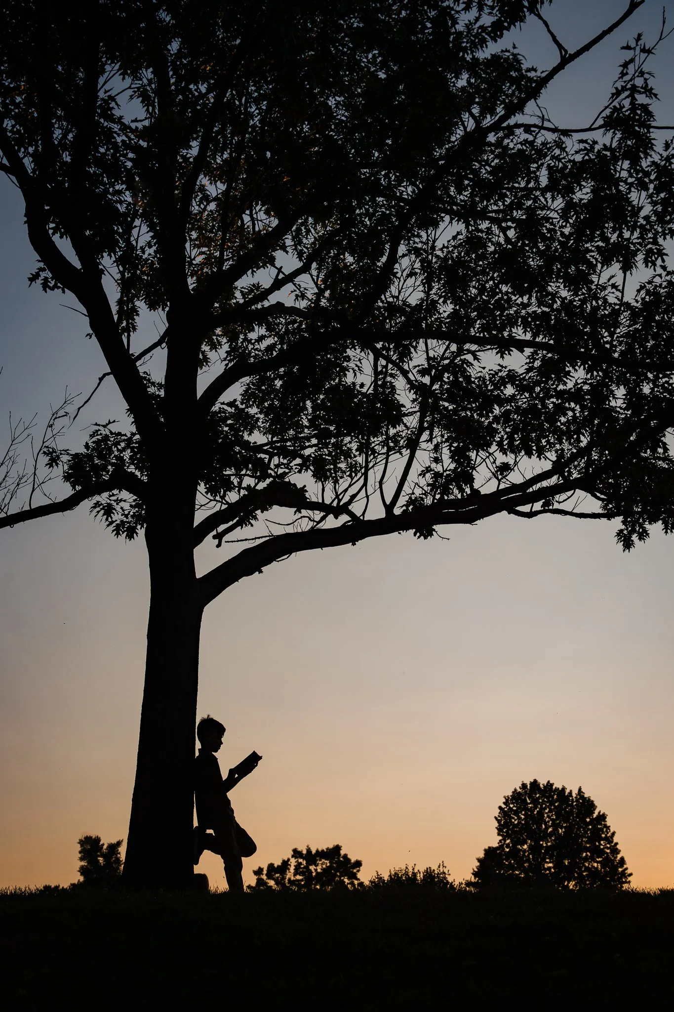 silhouette portrait of a boy reading a book and leaning against a tree in Lancaster, PA