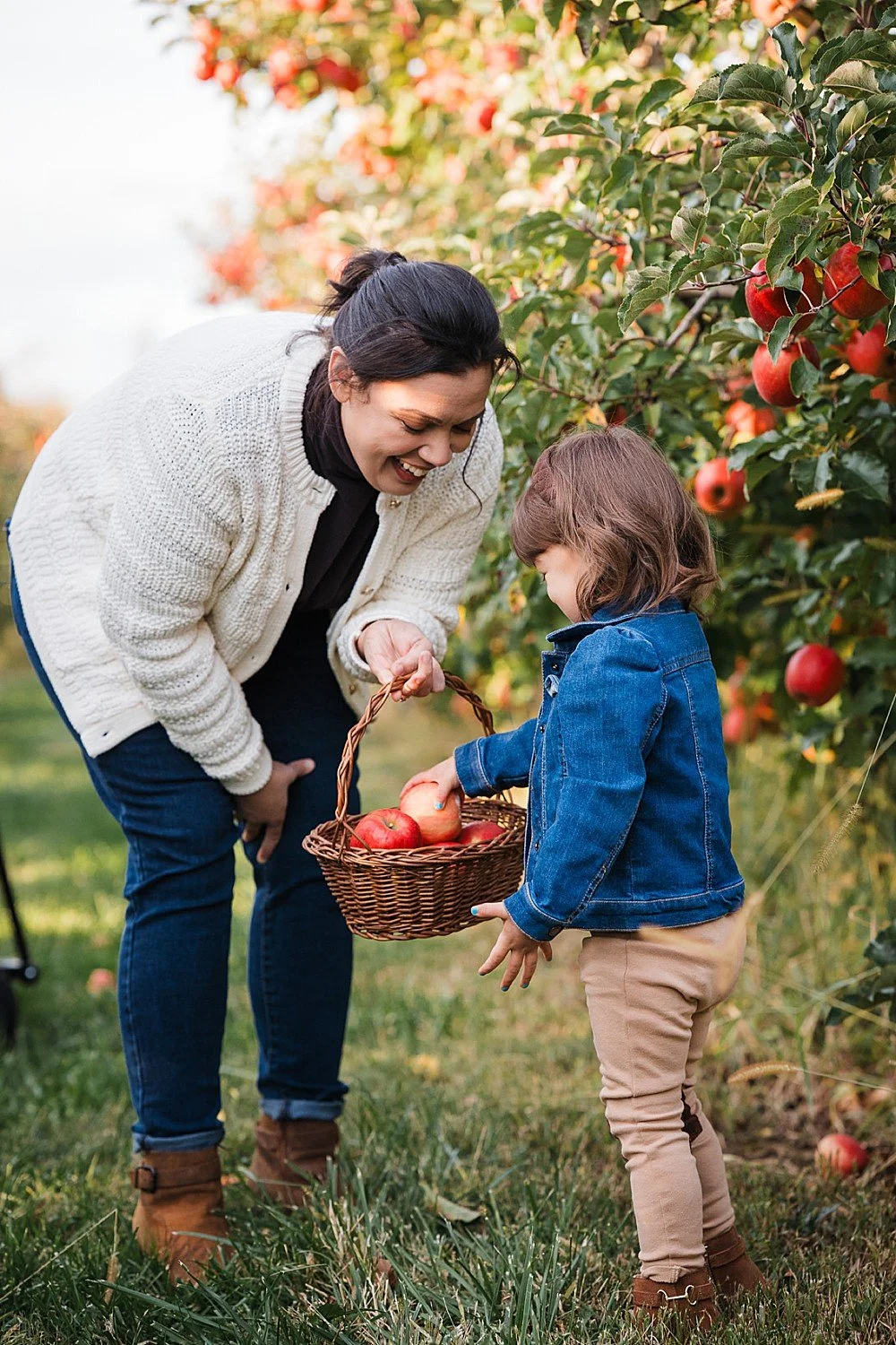 A mother and toddler daughter pick apples in the fall in an apple orchard and place them in a basket at Kauffman's Orchard in Lancaster, PA