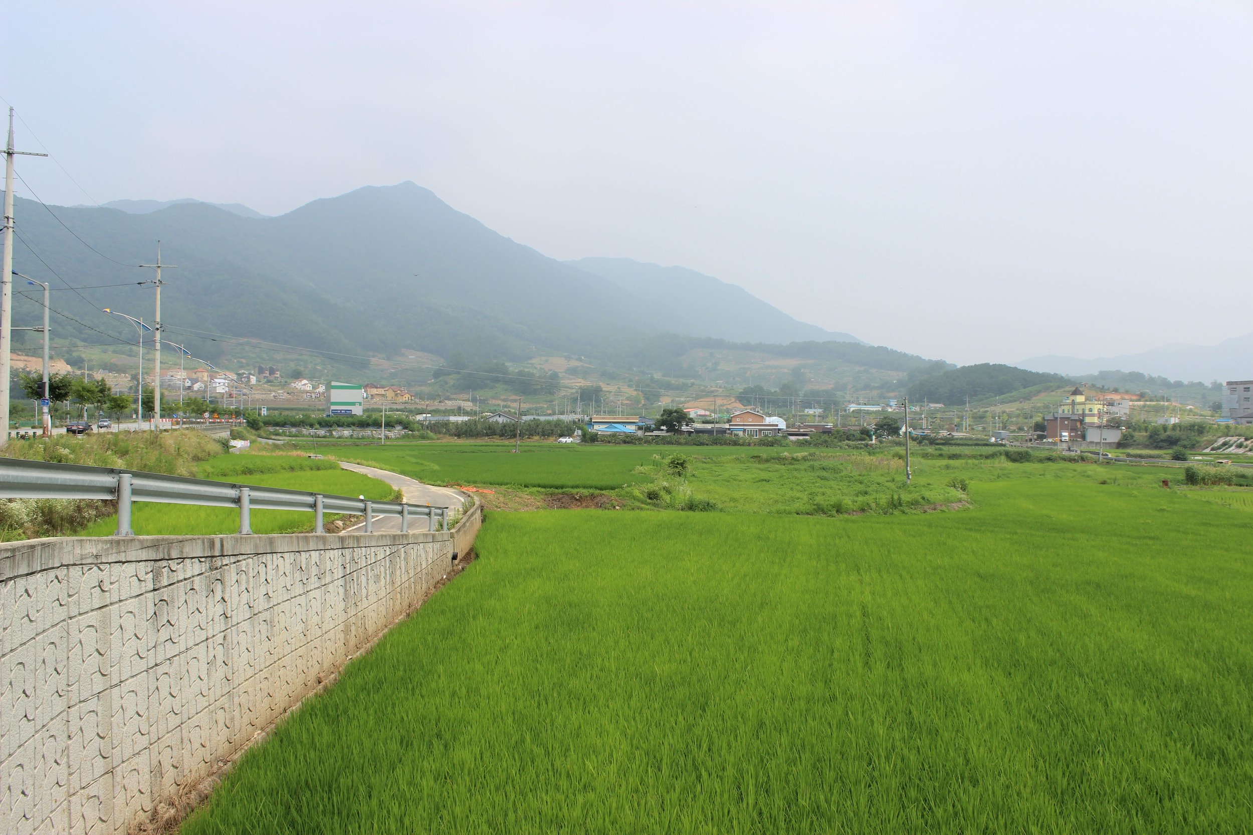Rice-paddies-1.jpg