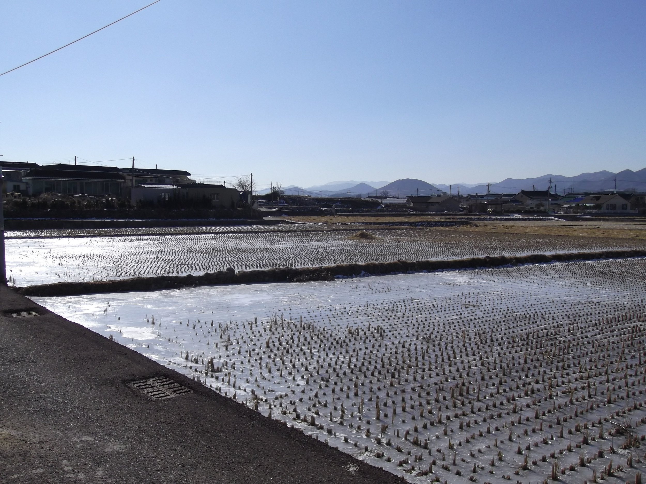 Ice-covered-rice-fields.jpg