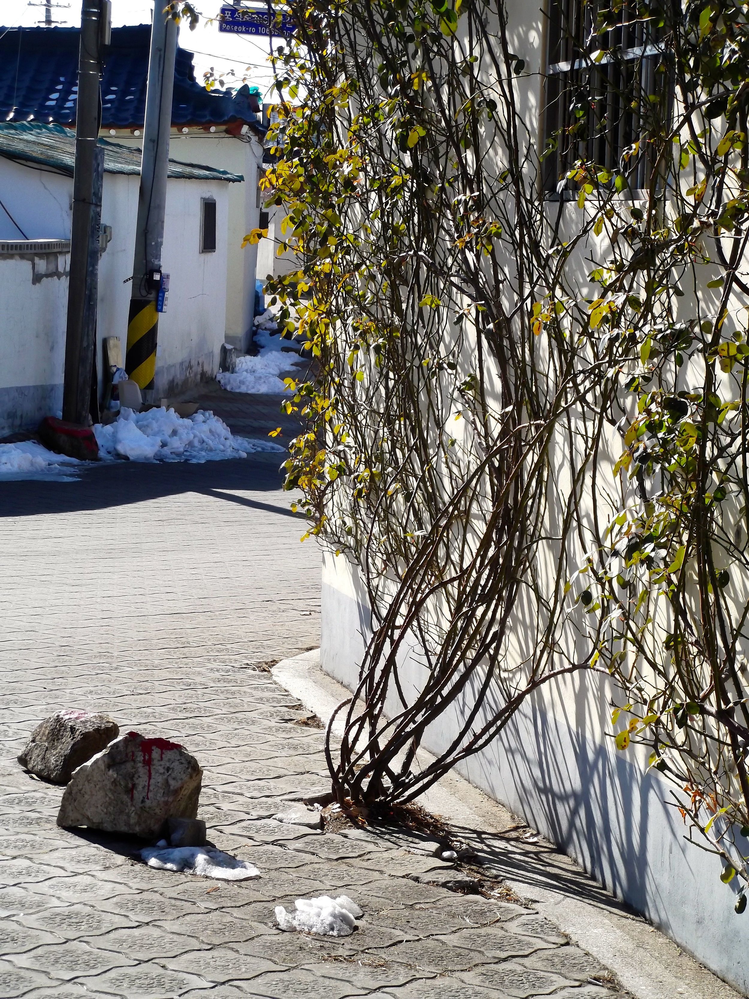 Vines-growing-from-sidewalk.jpg