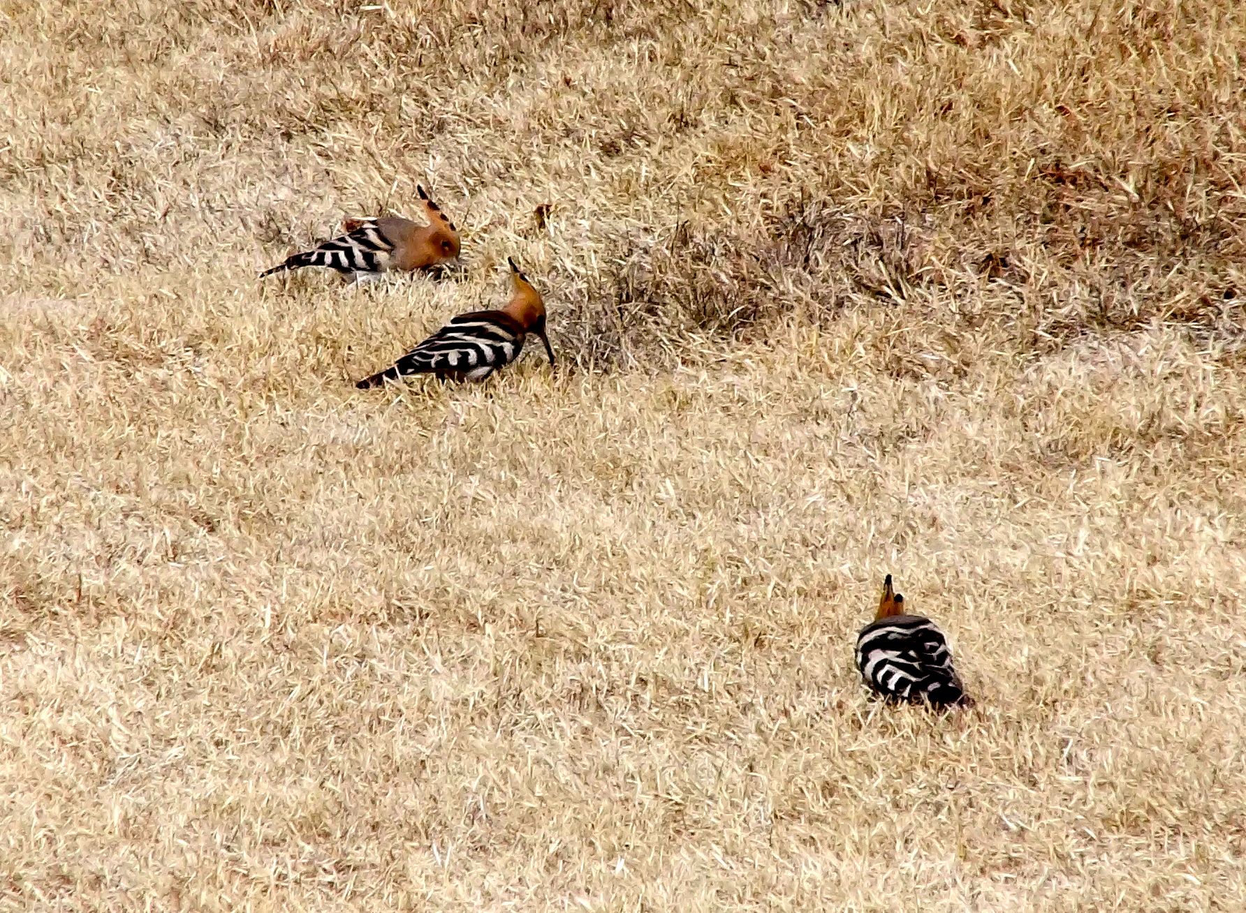 Zebra-birds.jpg