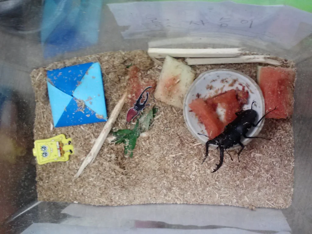 Pet-Beetle-1024x768.jpg