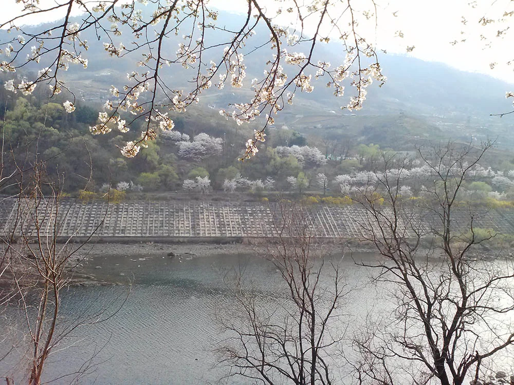 Blossoms-across-the-river.jpg