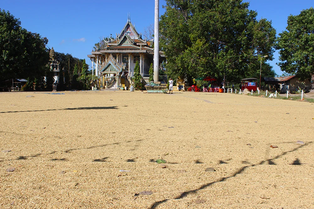 Drying-rice.jpg