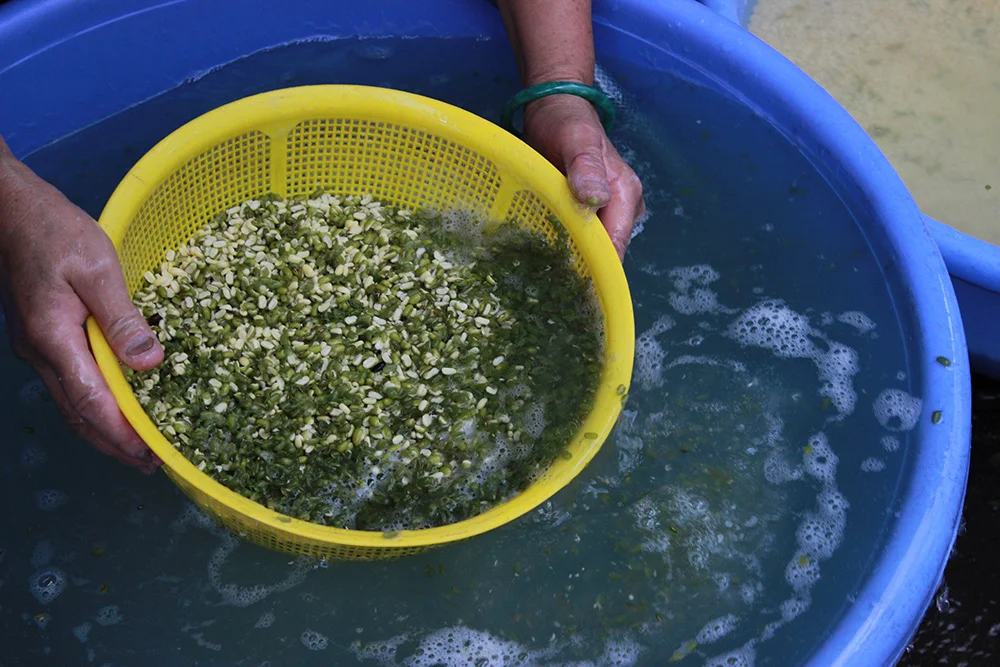 Washing-beans.jpg
