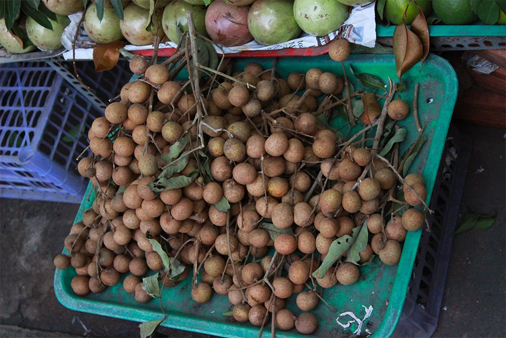 Longan