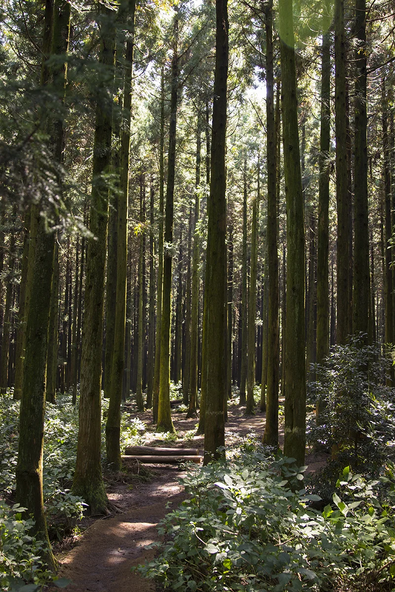 In the cedars.jpg