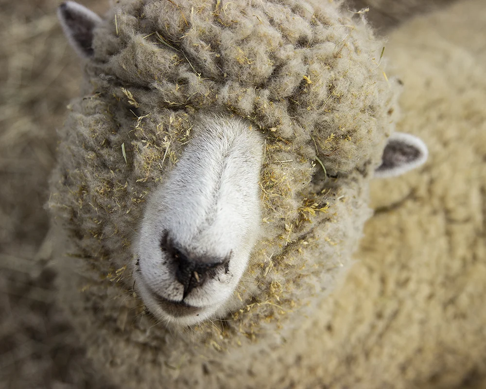 Perhaps even this sheep!