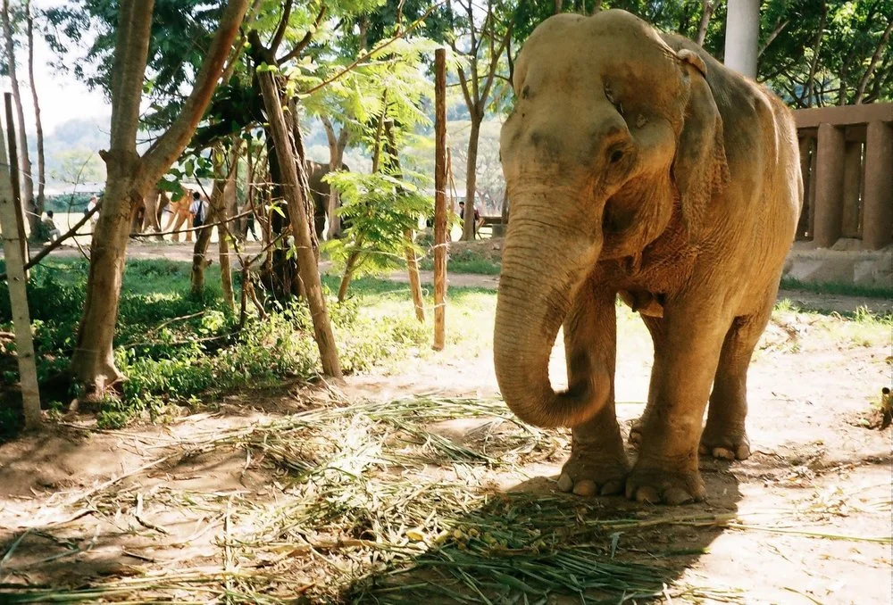 THE ASIA DIARIES #3: WHY YOU SHOULDN'T RIDE ELEPHANTS IN ASIA