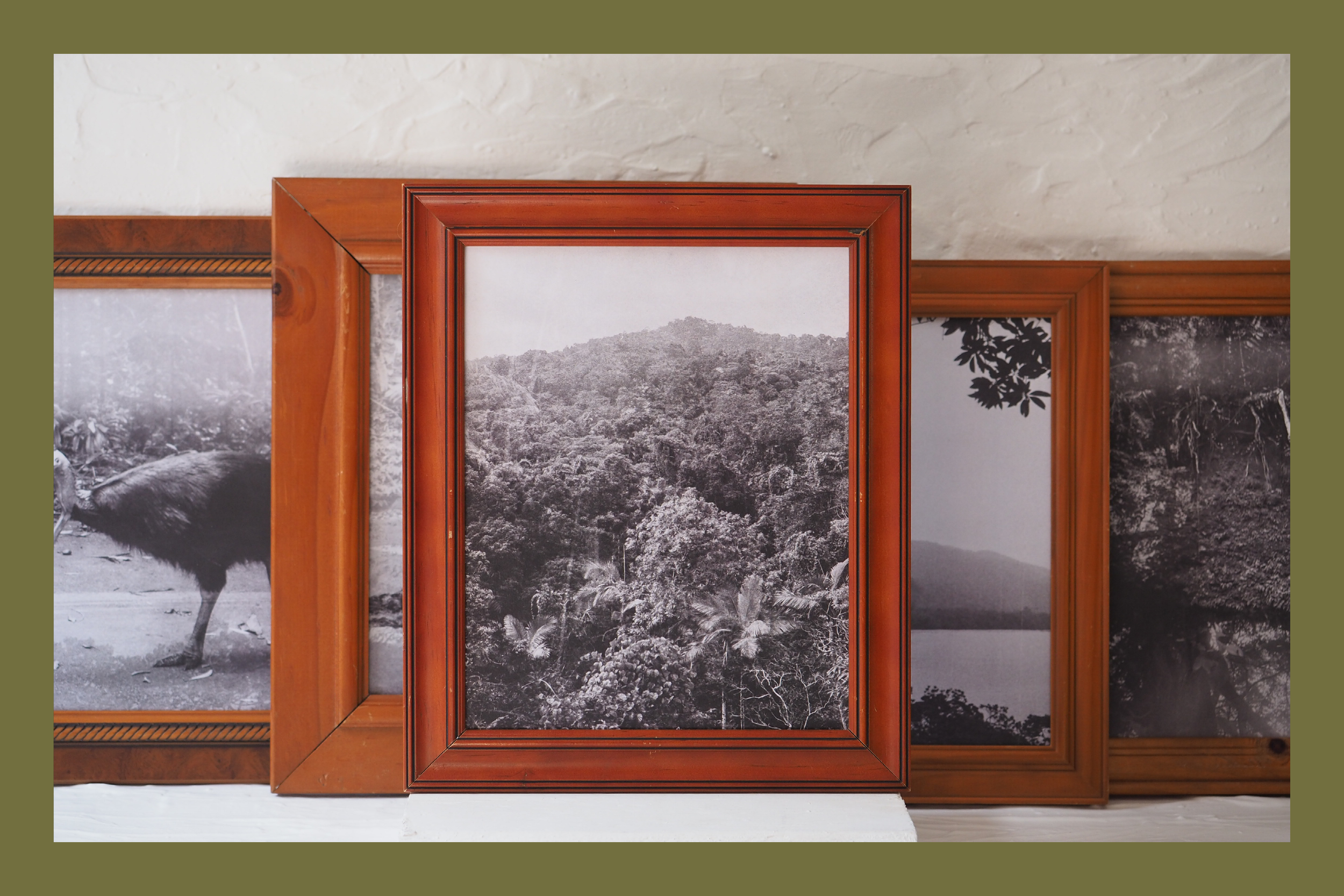The Daintree Collection - Photographic Prints