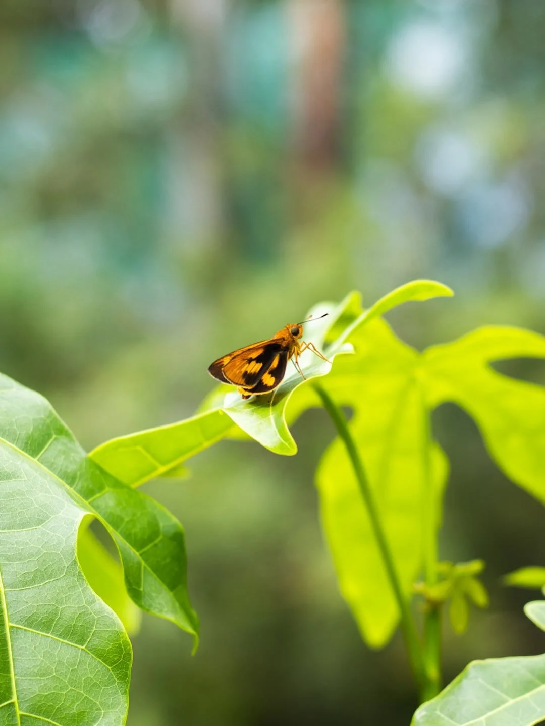 photography work from 2025/26 for @kunara_organic_marketplace garden centre 🦋🪴

more work on www.frockled.com ✶