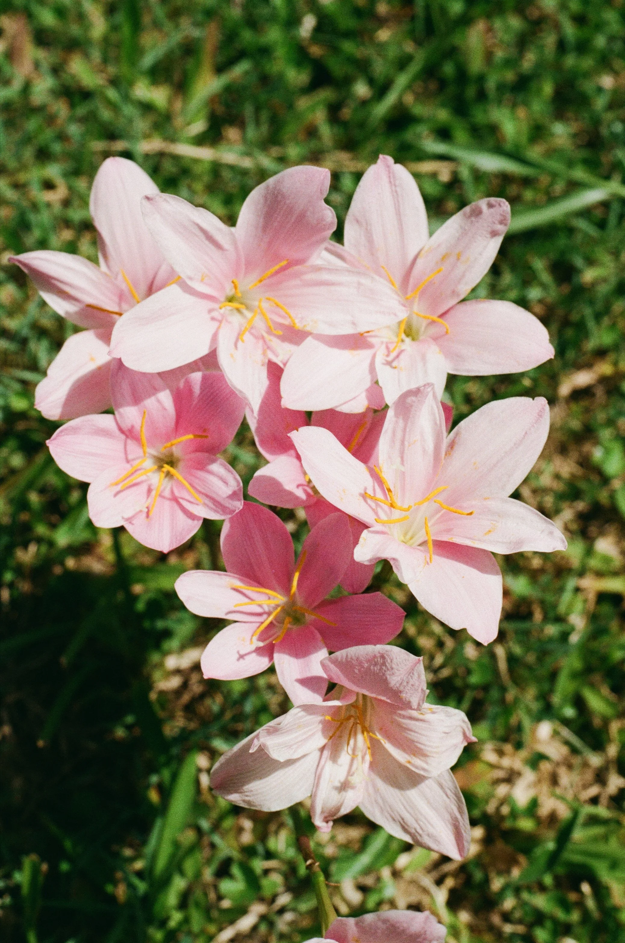 BACKYARD BLOOMS ON 35MM