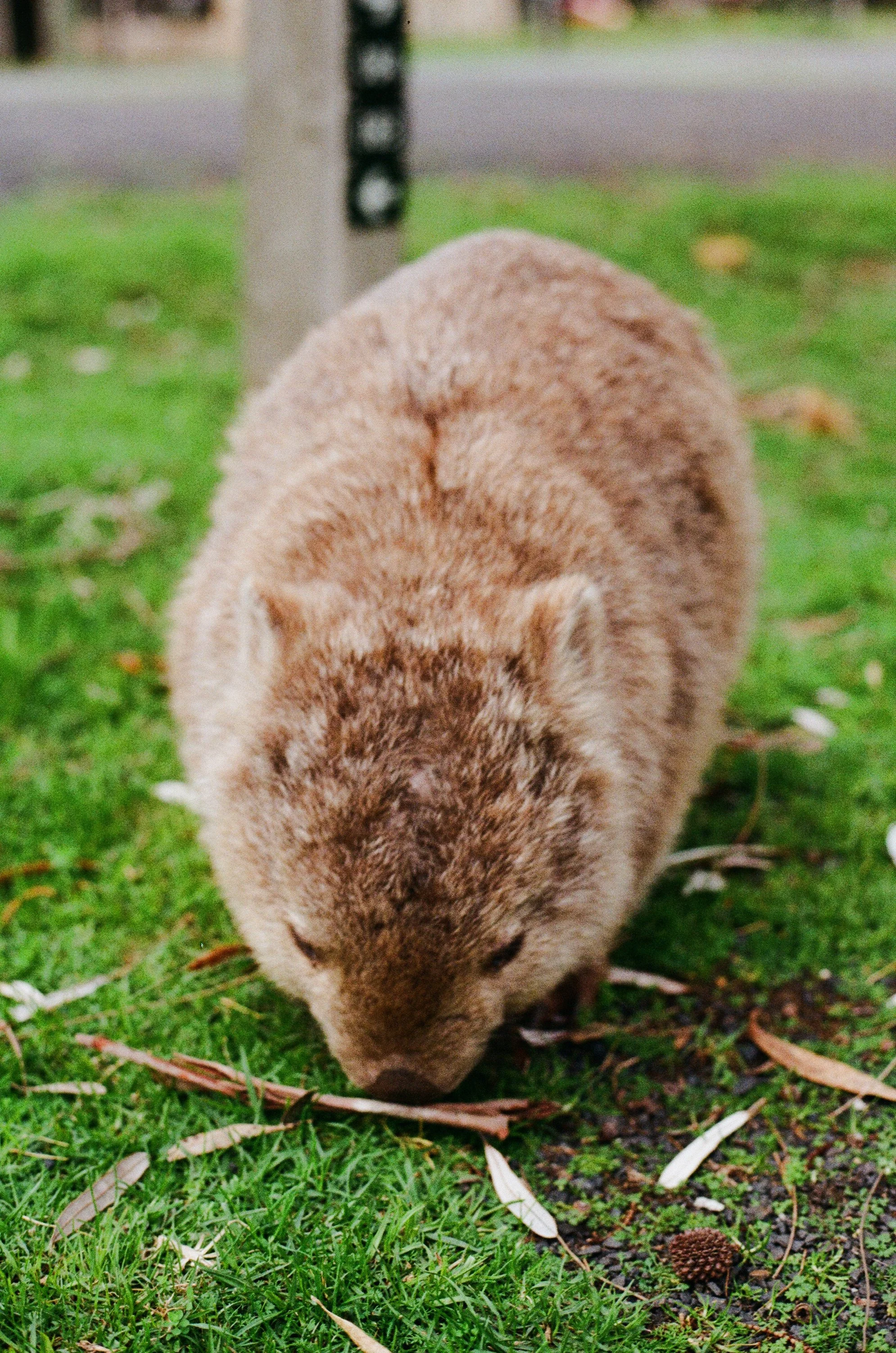 TIDAL RIVER WOMBATS ON 35MM
