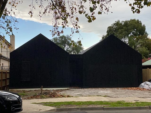 Neighbourhood watch, loving this dark beauty on our morning walks down to Merri Creek.