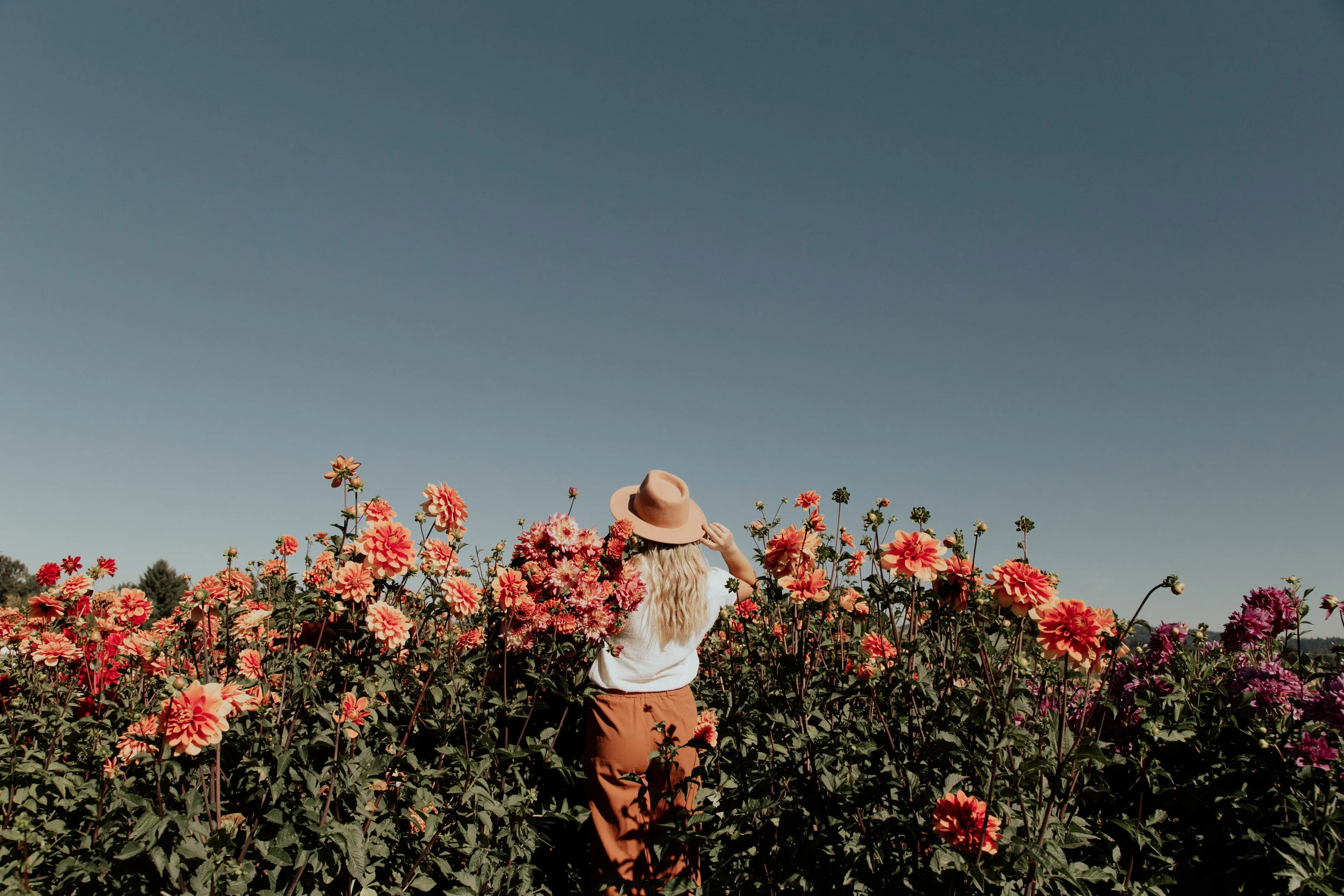 Dahlia Farm - Editorial
