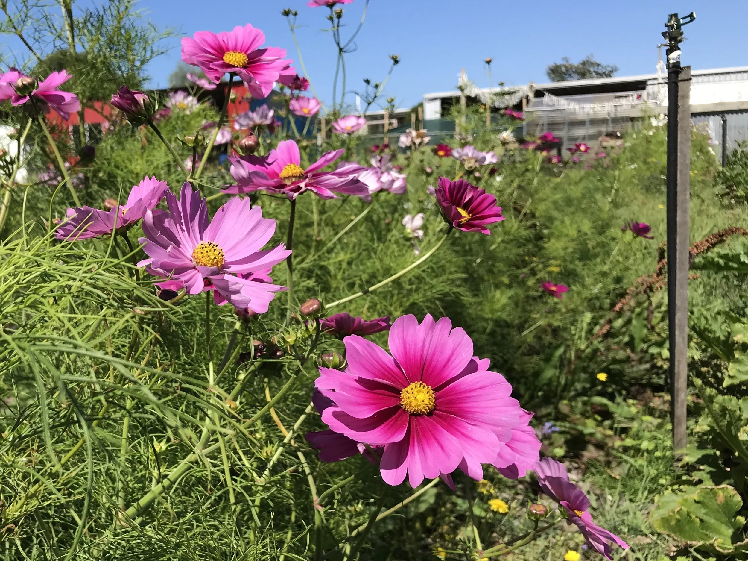 9. hedgerow 2018.02.22.jpg