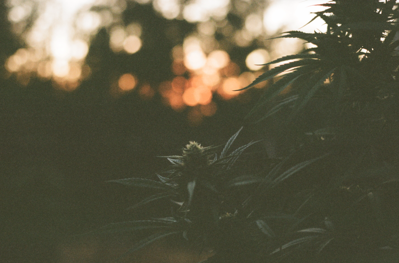 Screen Shot 2017-10-31 at 8.09.14 PM.png