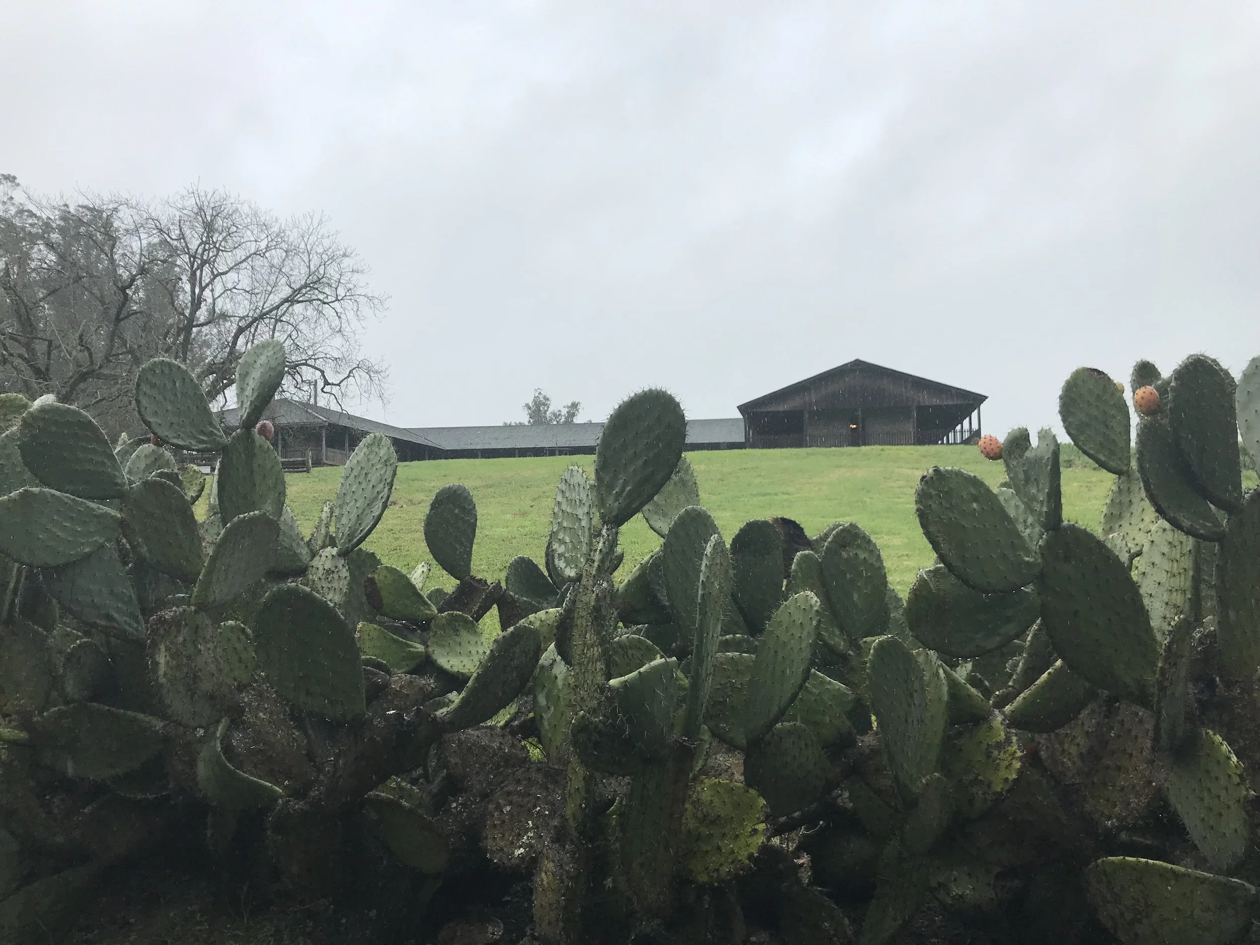 Four &amp; Nine in Napa Valley