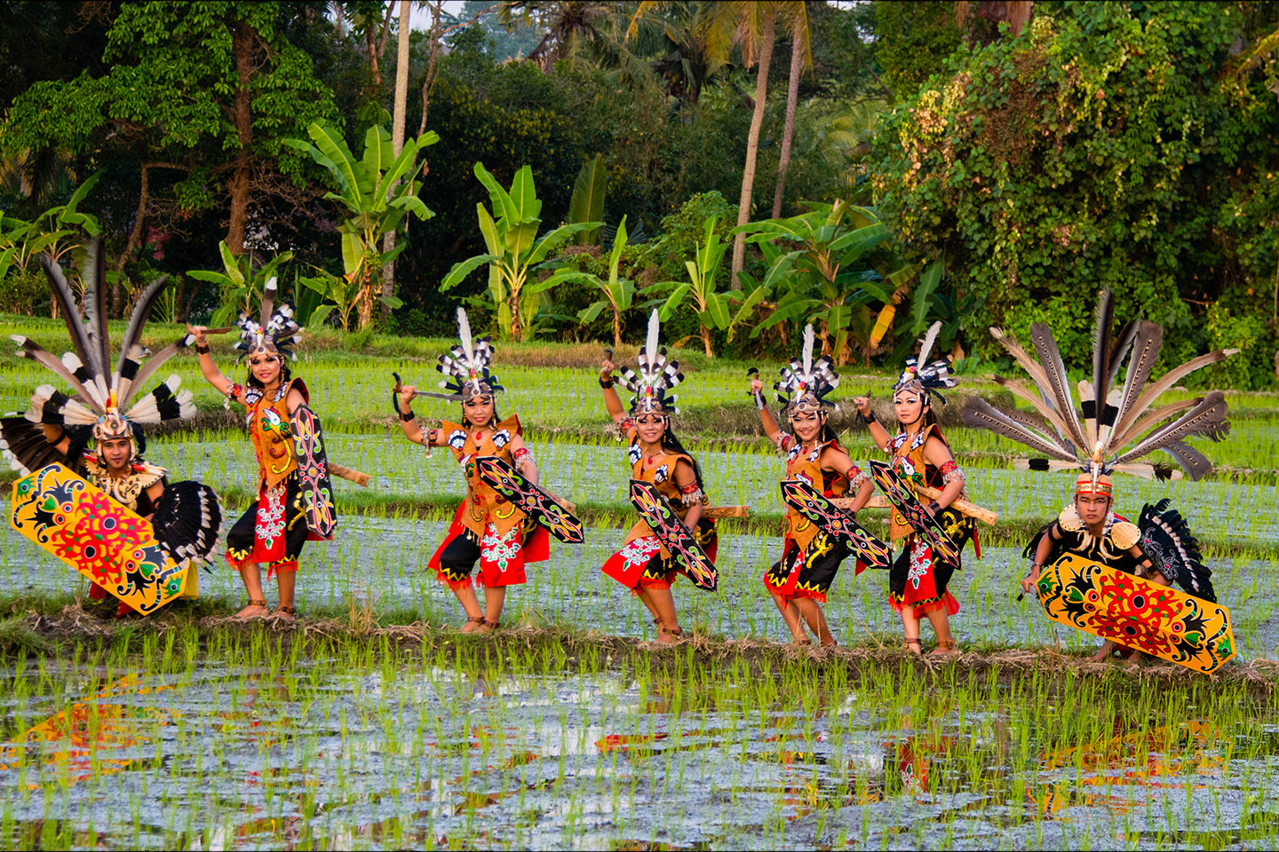 hornbill2.jpg