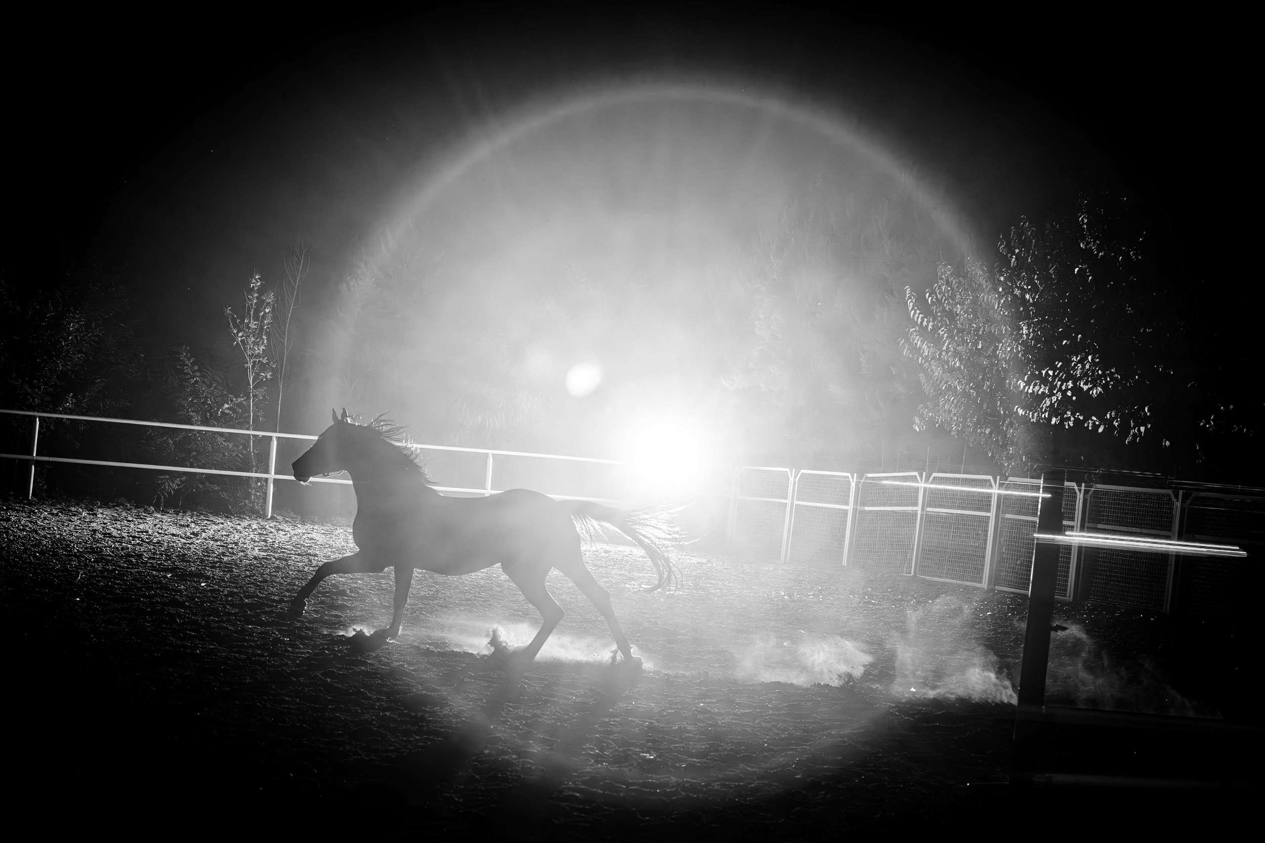 black-horse-night-motion-by-amir-azari.jpg