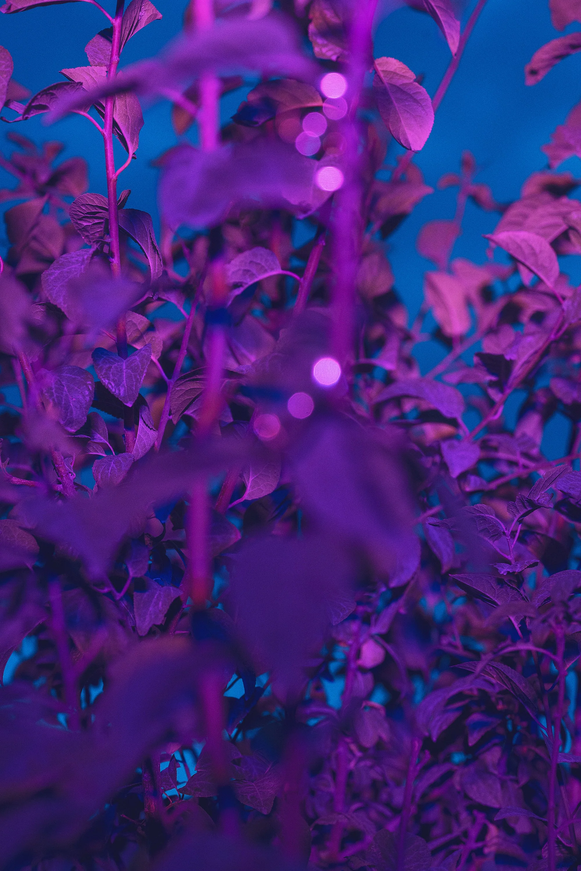 KHR_AMR8365-Edit copy.jpg