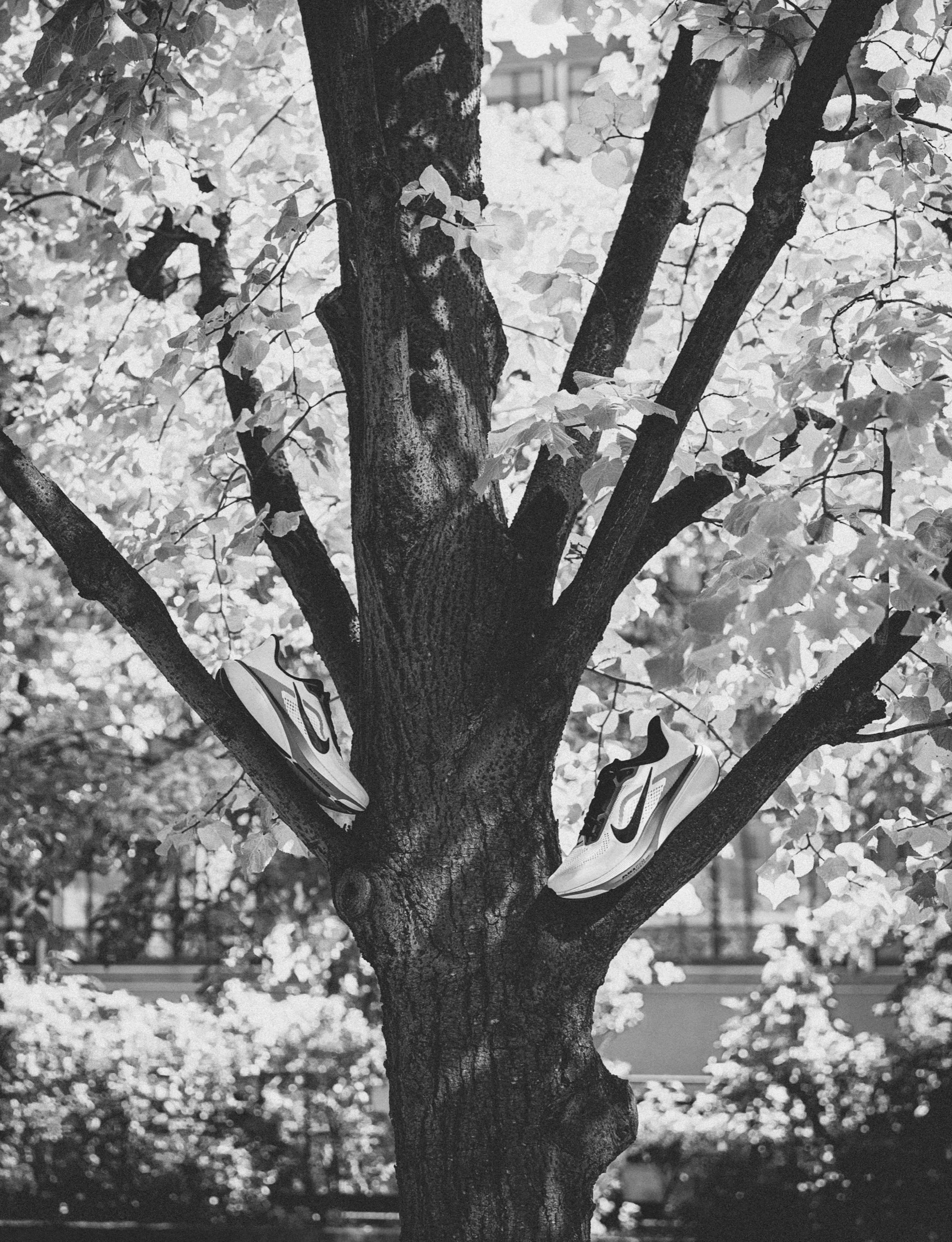 Nike-Tree Page 2.jpg