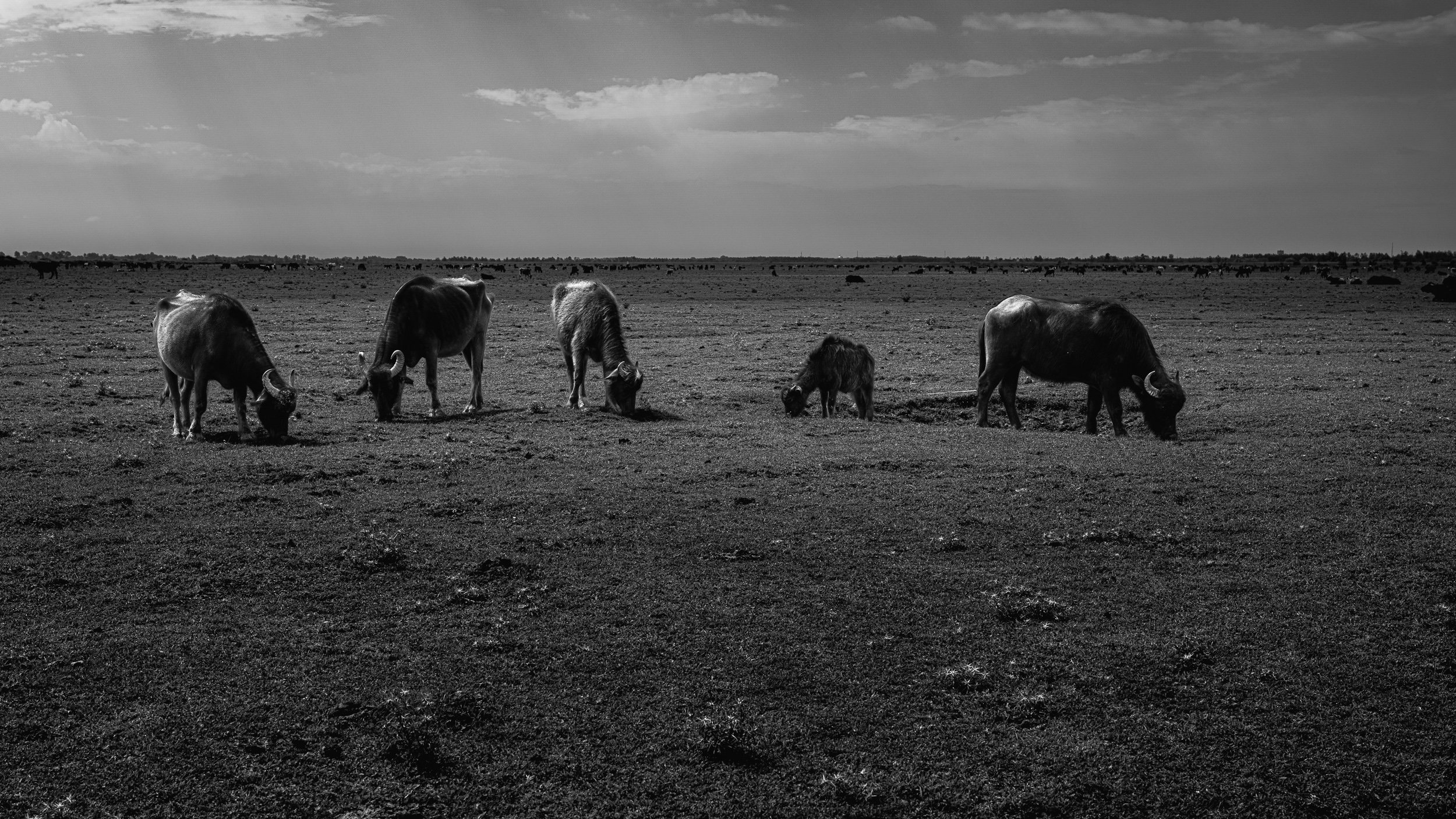 AmirAzari-LANDSCAPE-50.jpg