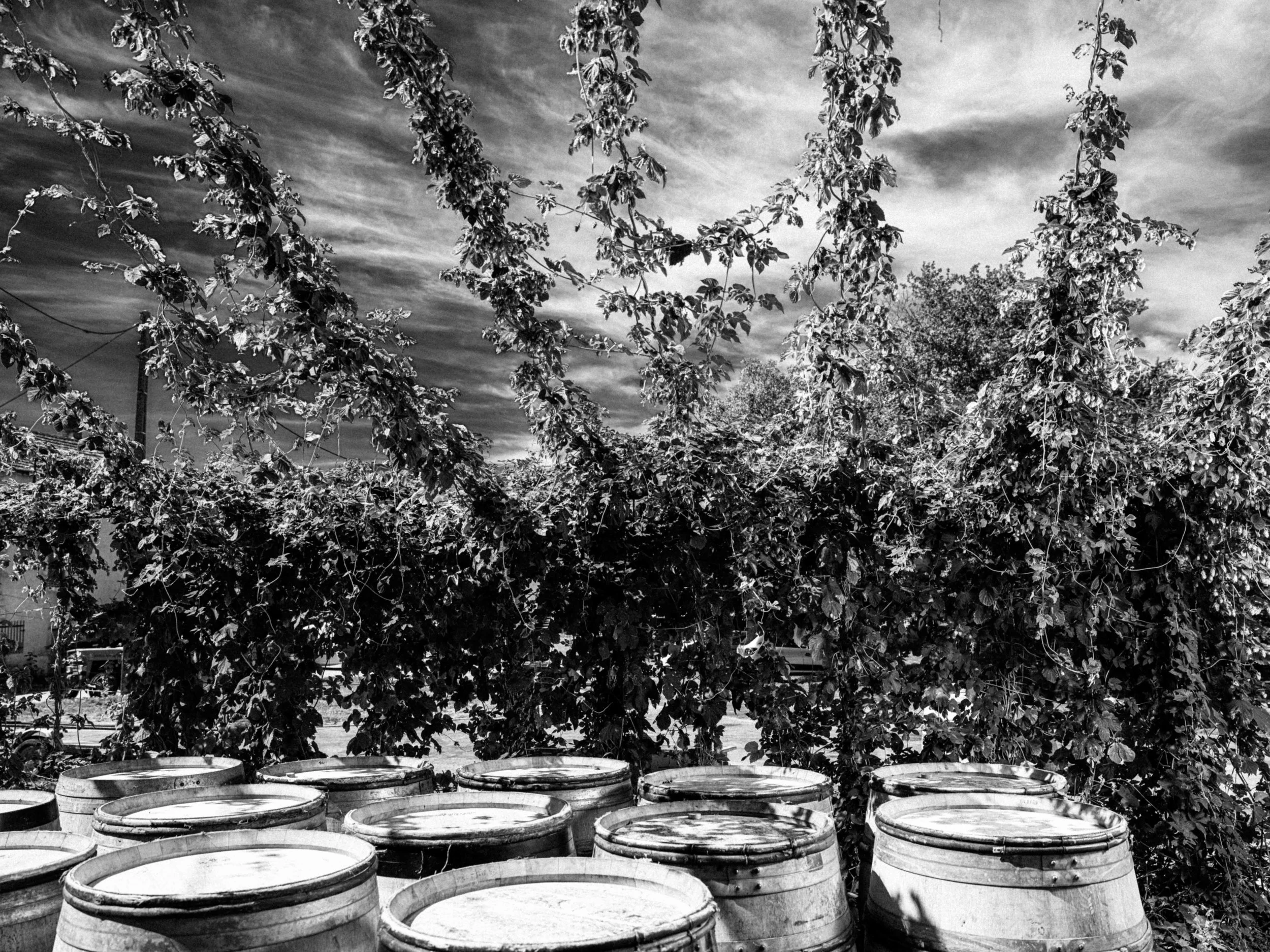 AmirAzari-nouveaurichewine-8.jpg