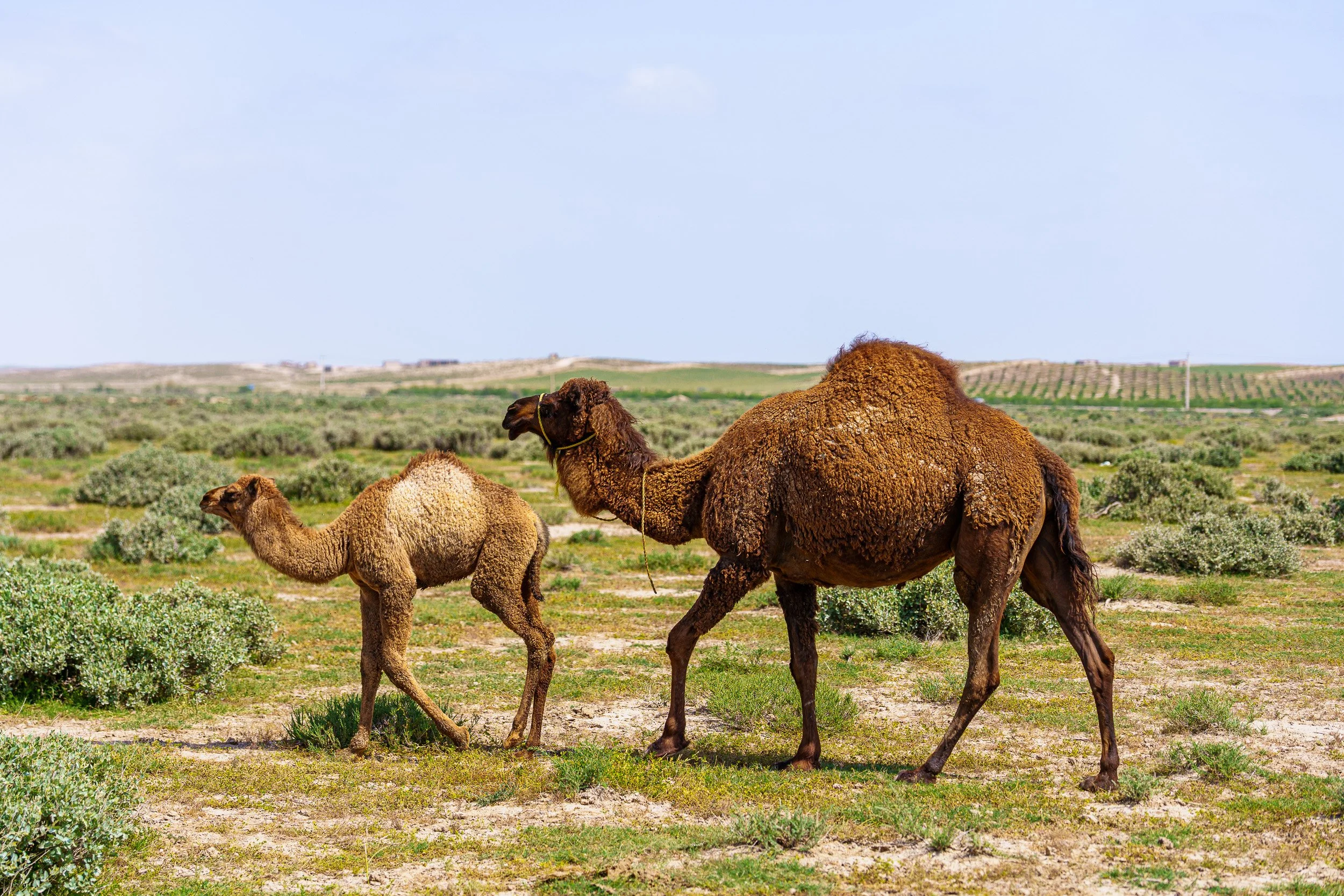 AmirAzari-LANDSCAPE-3.jpg