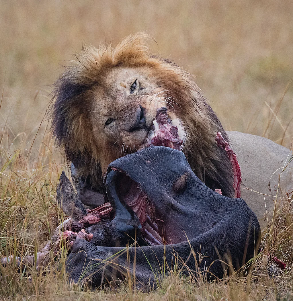 2 - Morani.jpg