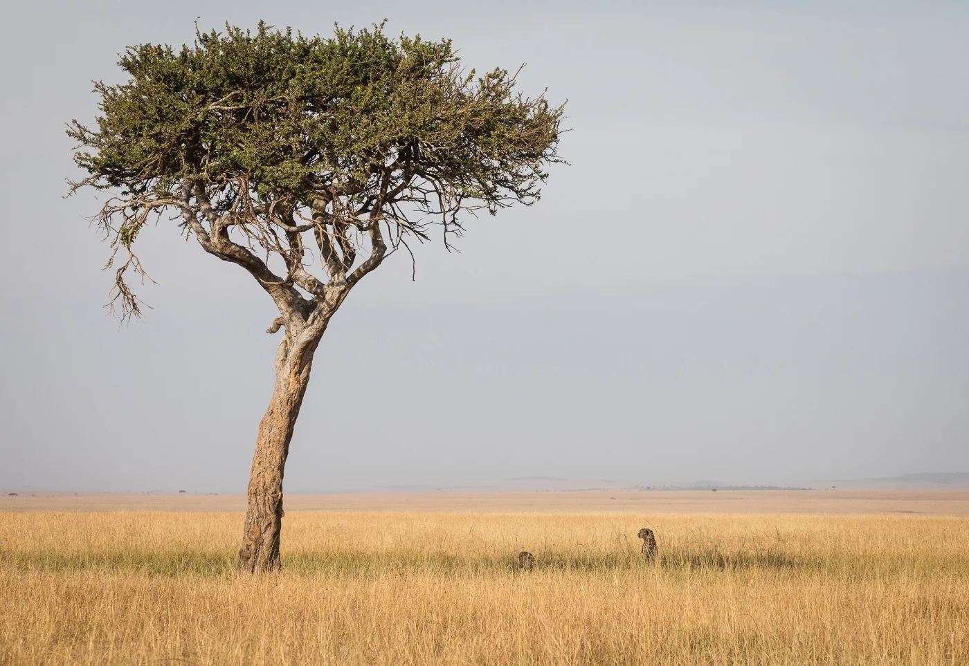 Kenya 2018