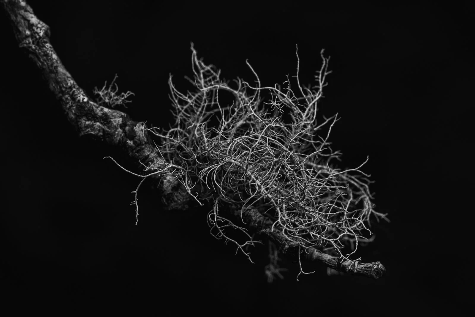 Lichen