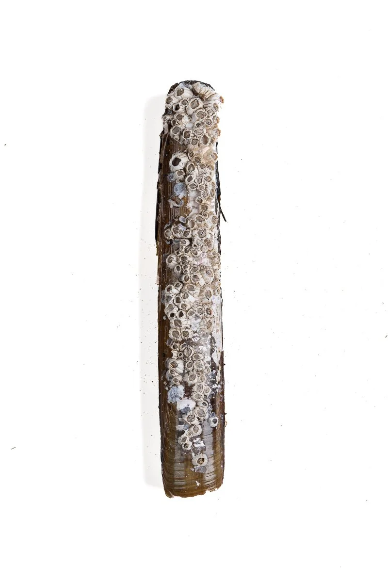 Razor Clam
