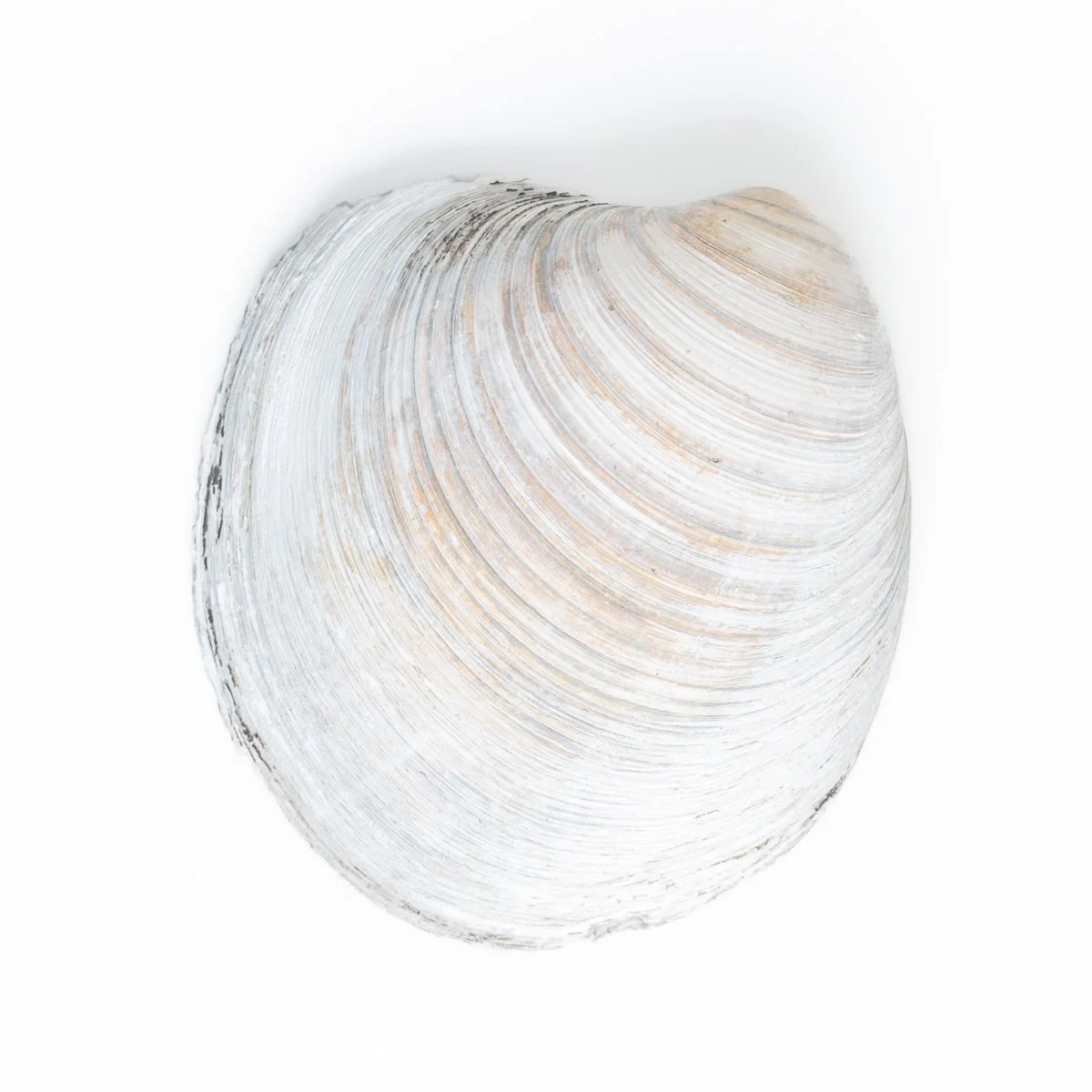 Shell