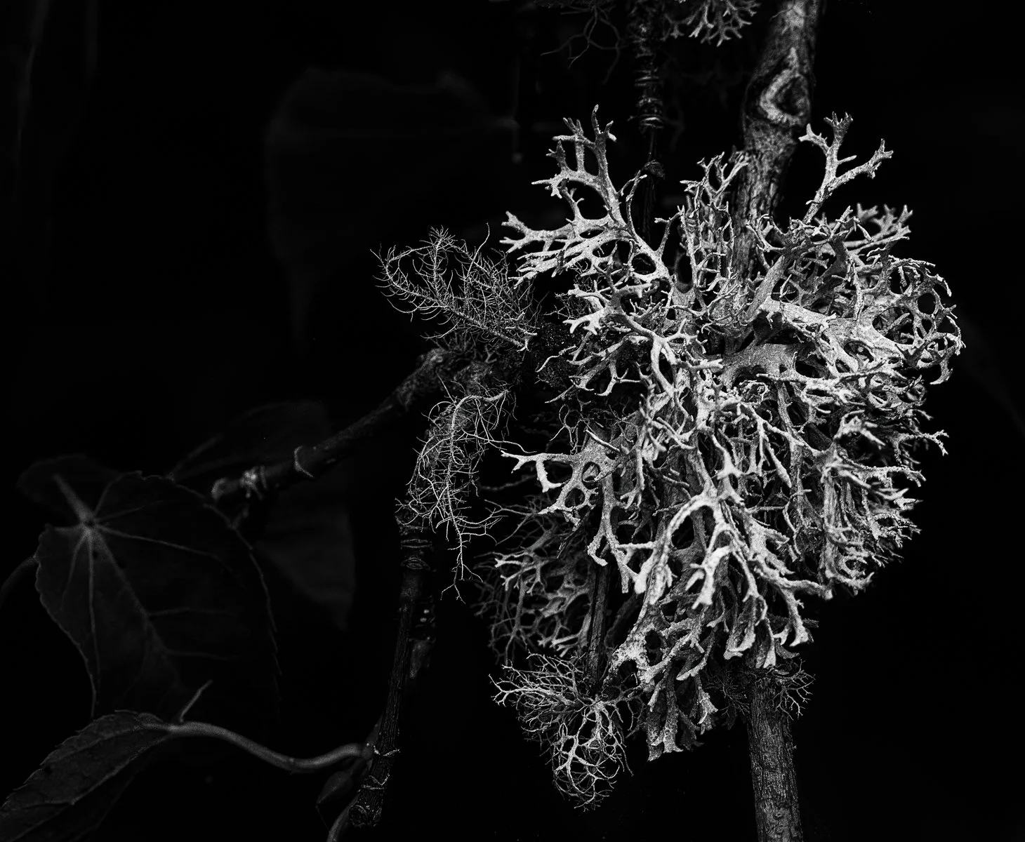Lichen II