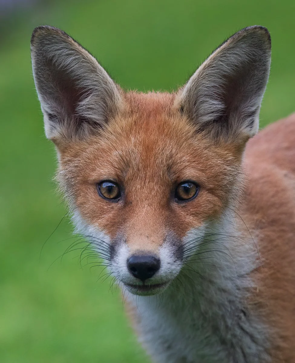 Foxes