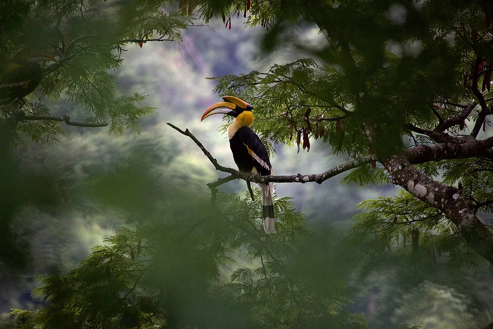 Foto: Our Planet , WWF en Netflix