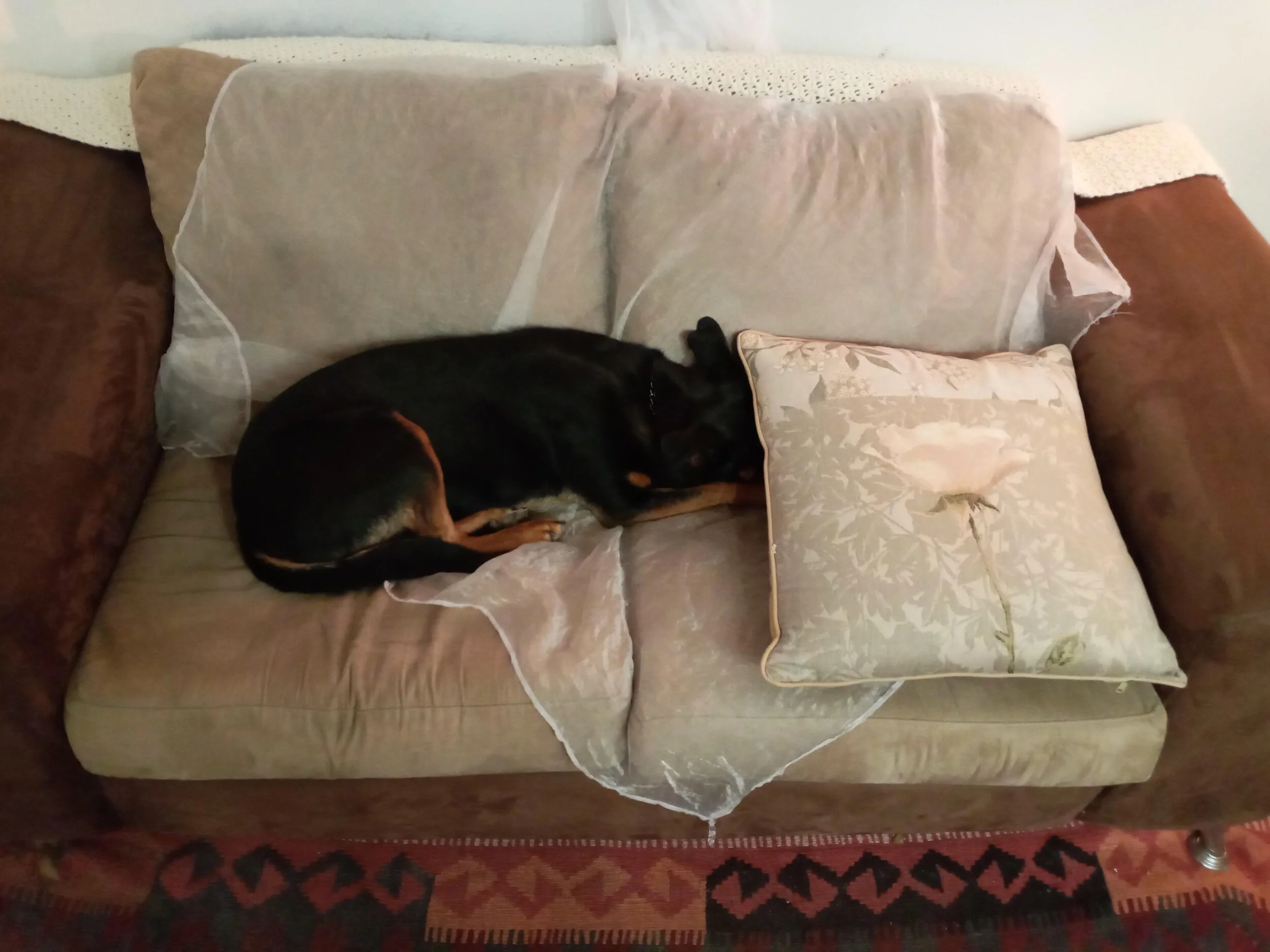 Die hond, Gracie / Foto: Koos Kombuis