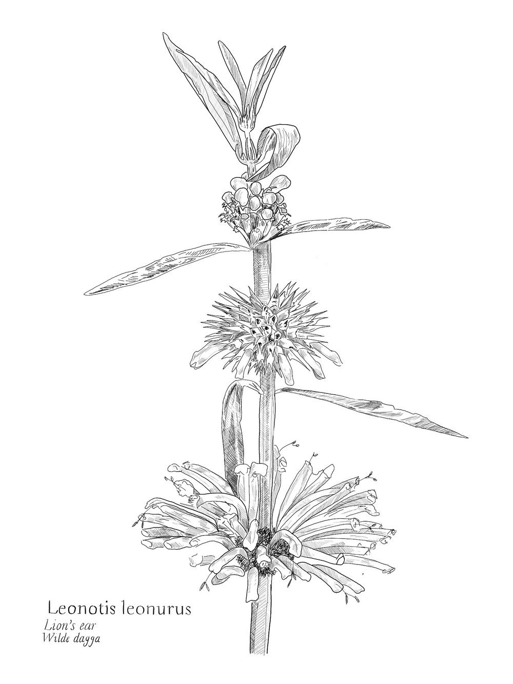 Te midde van die plante by Princess Vlei