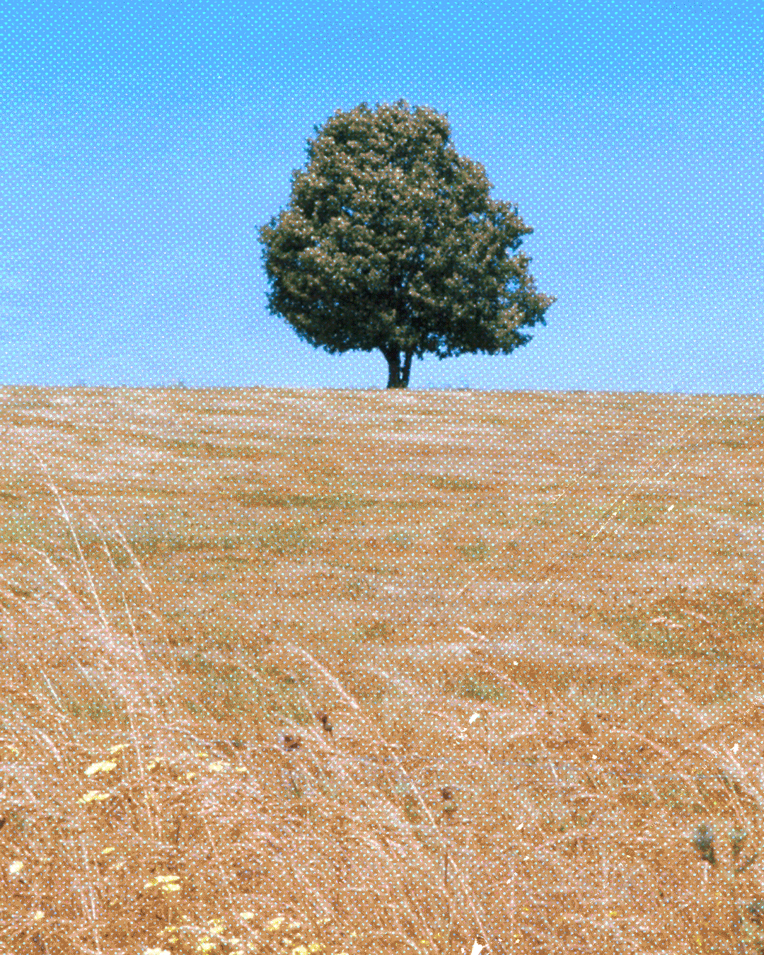 KYK: Dis óók Klyntji