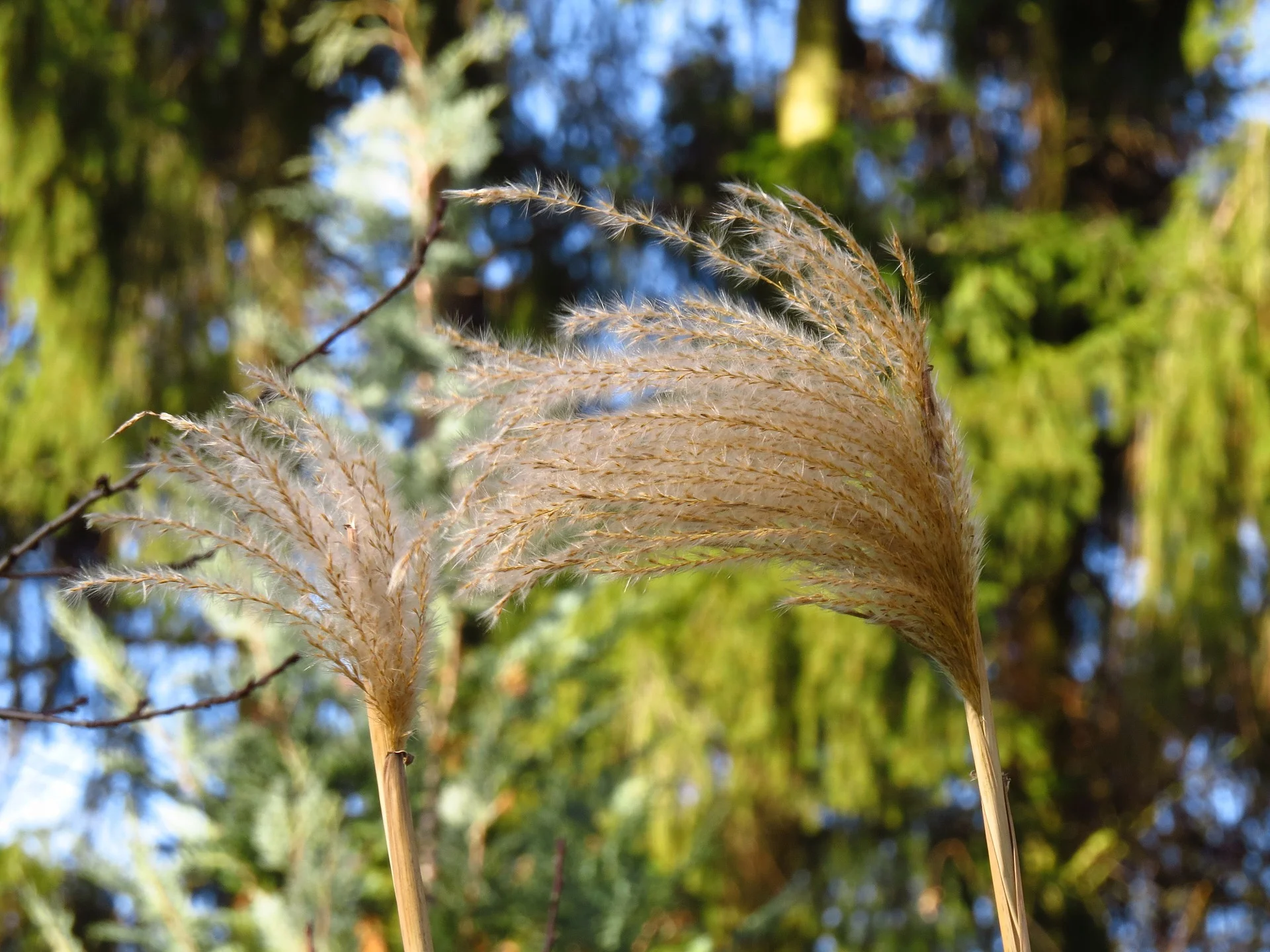 miscanthus-80199_1920.jpg