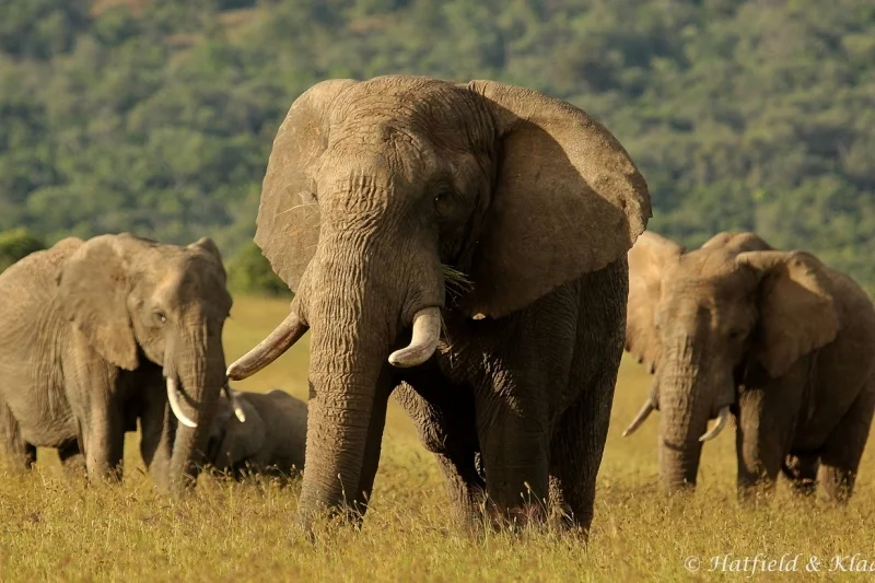 elephant family.jpg