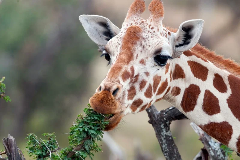 Reticulated-Giraffe.jpg