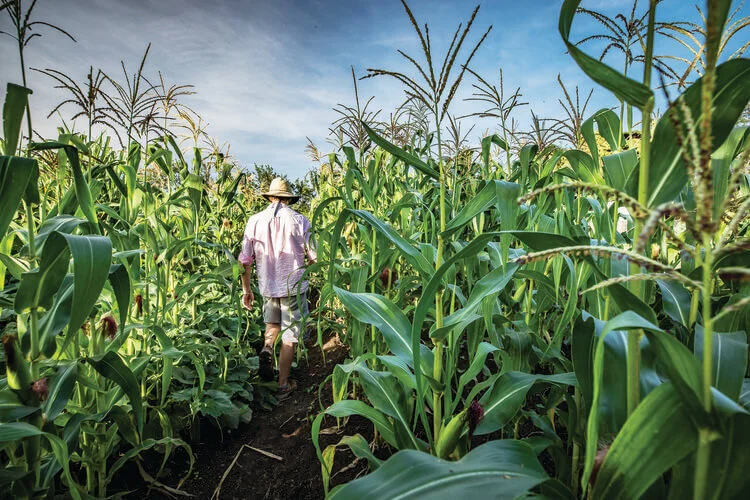 Llew+in+maize (1) copy.jpg