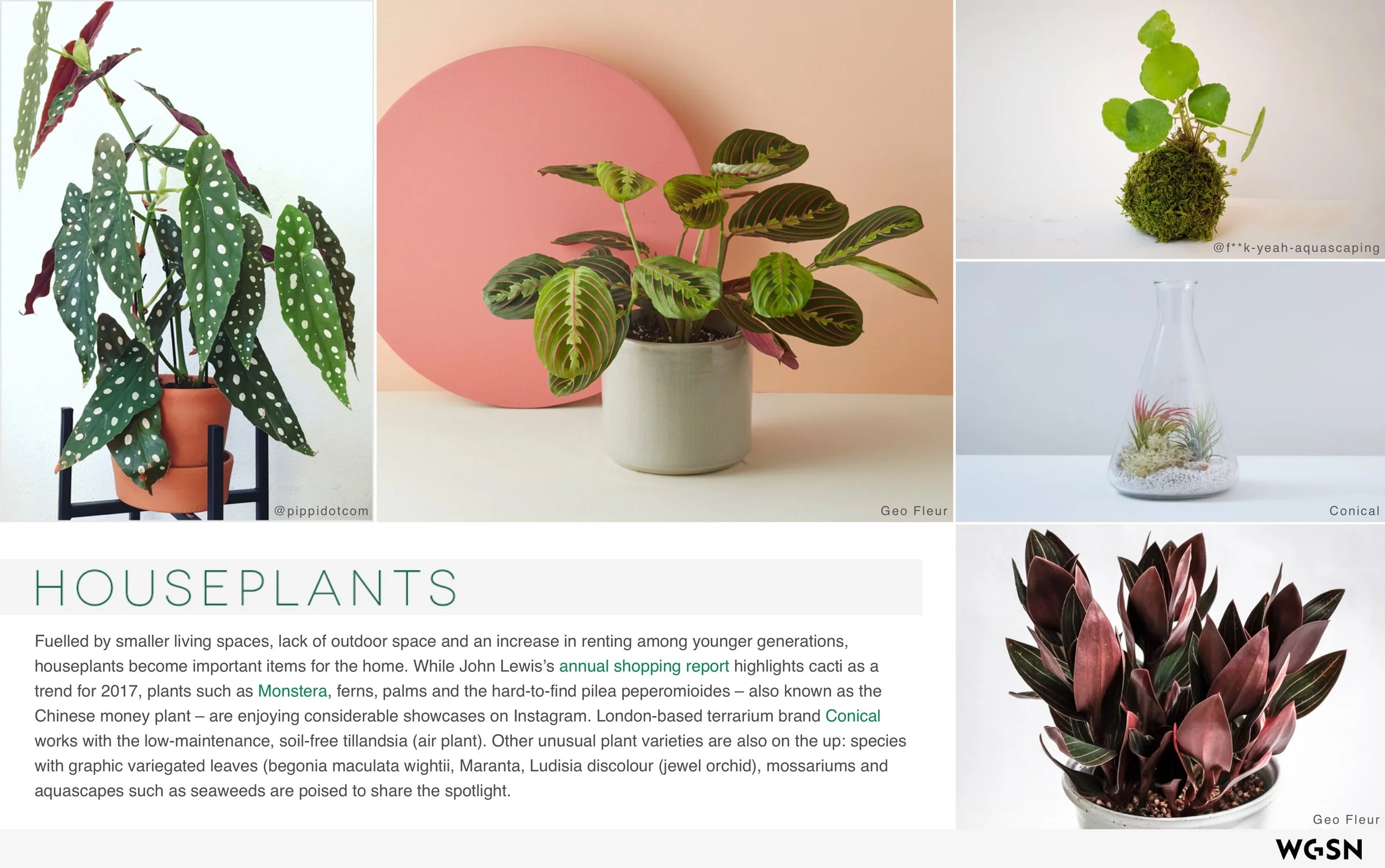 Plants_&_The_Well_Home 5.jpeg