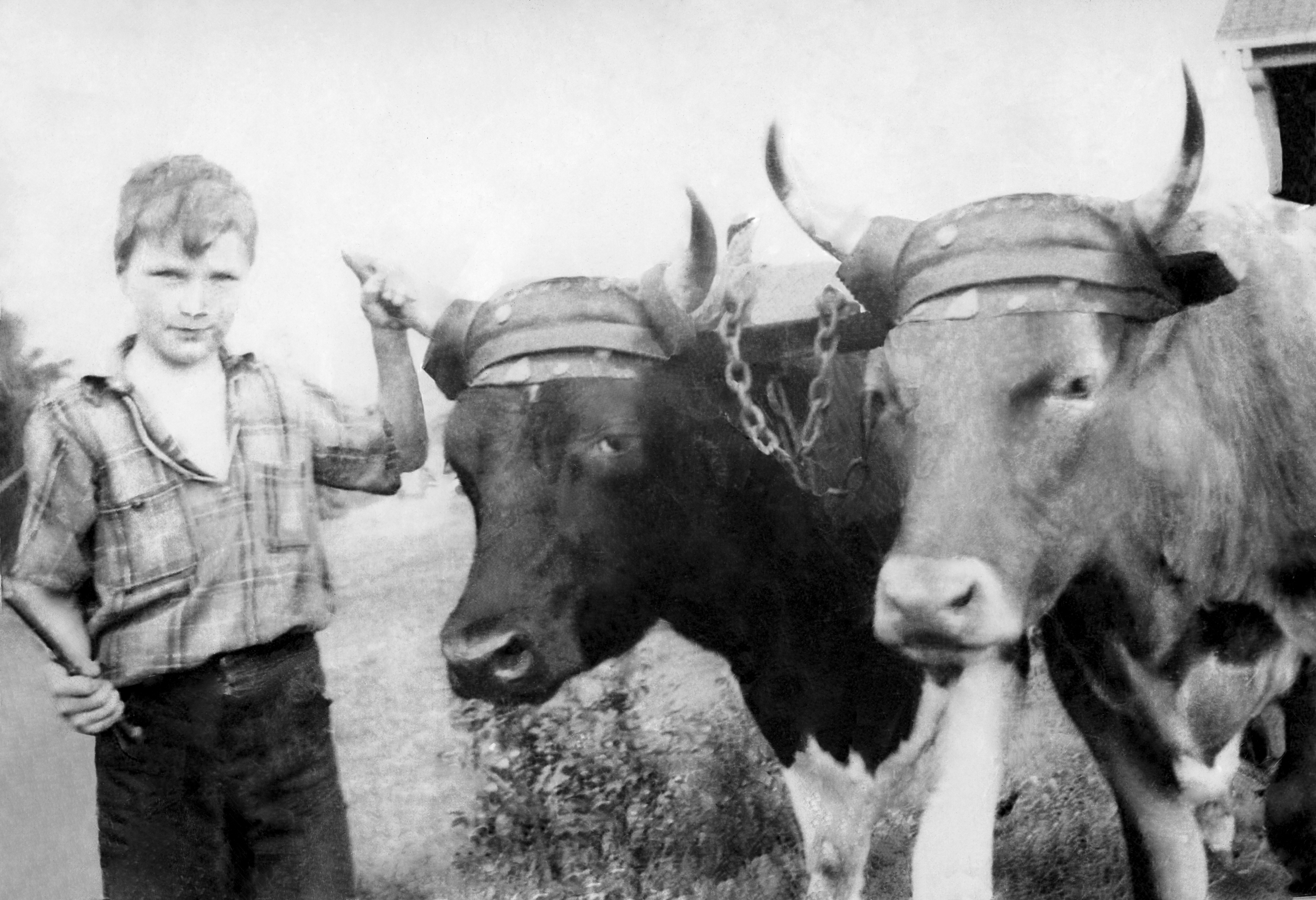 Boy and Cows FOR WEB.JPG