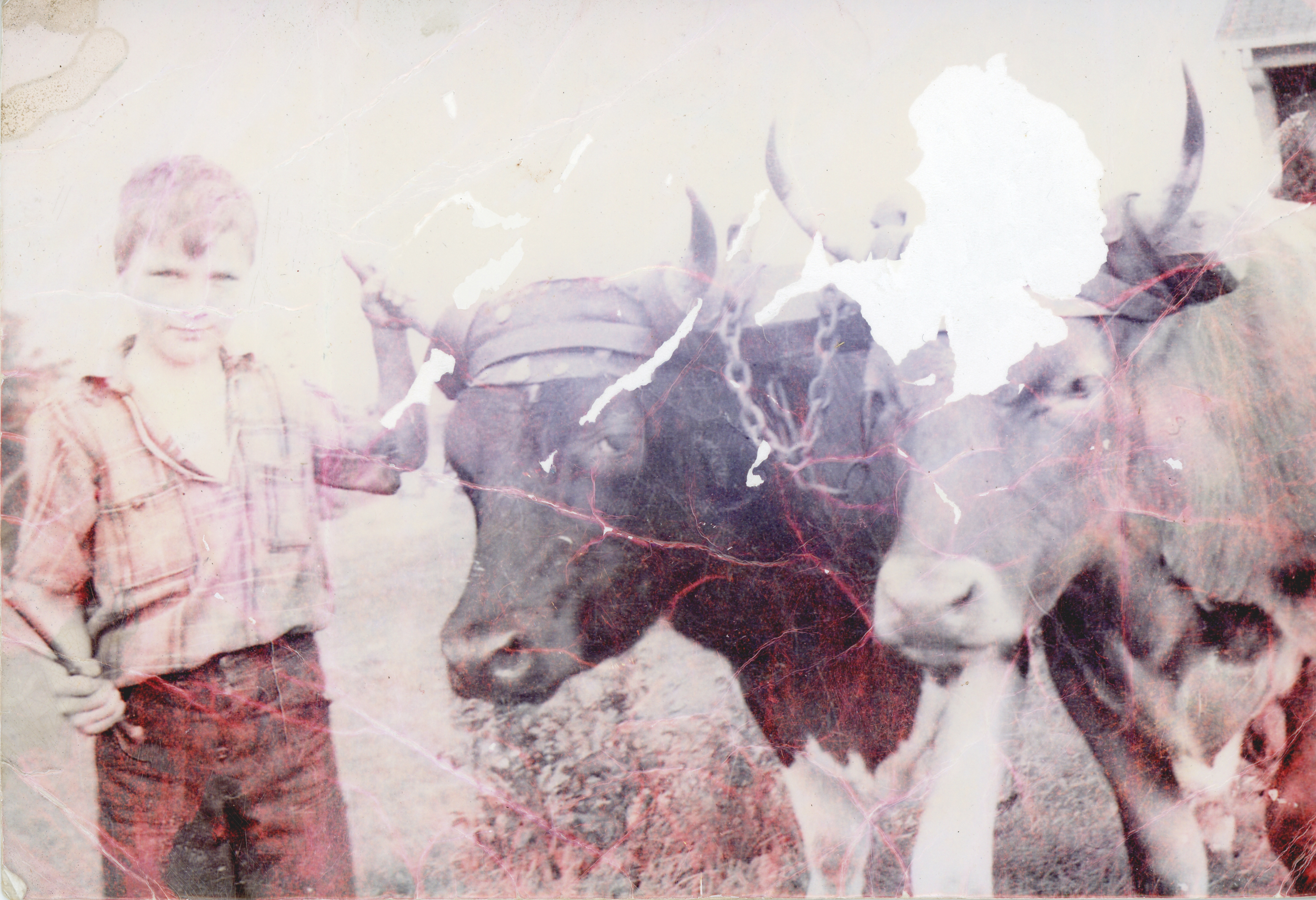 Boy and cows original FOR WEB.jpg