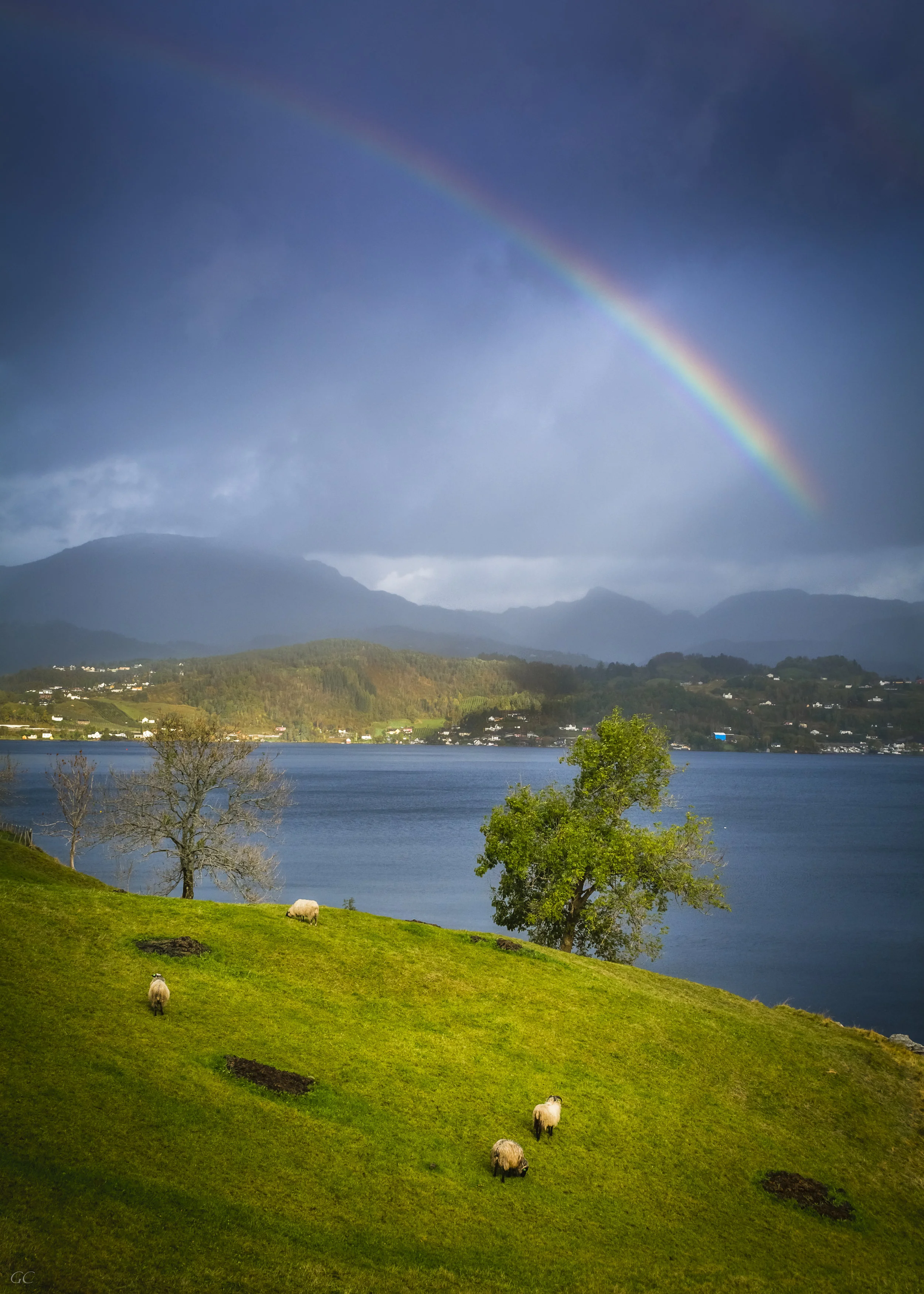 rainbow sheep