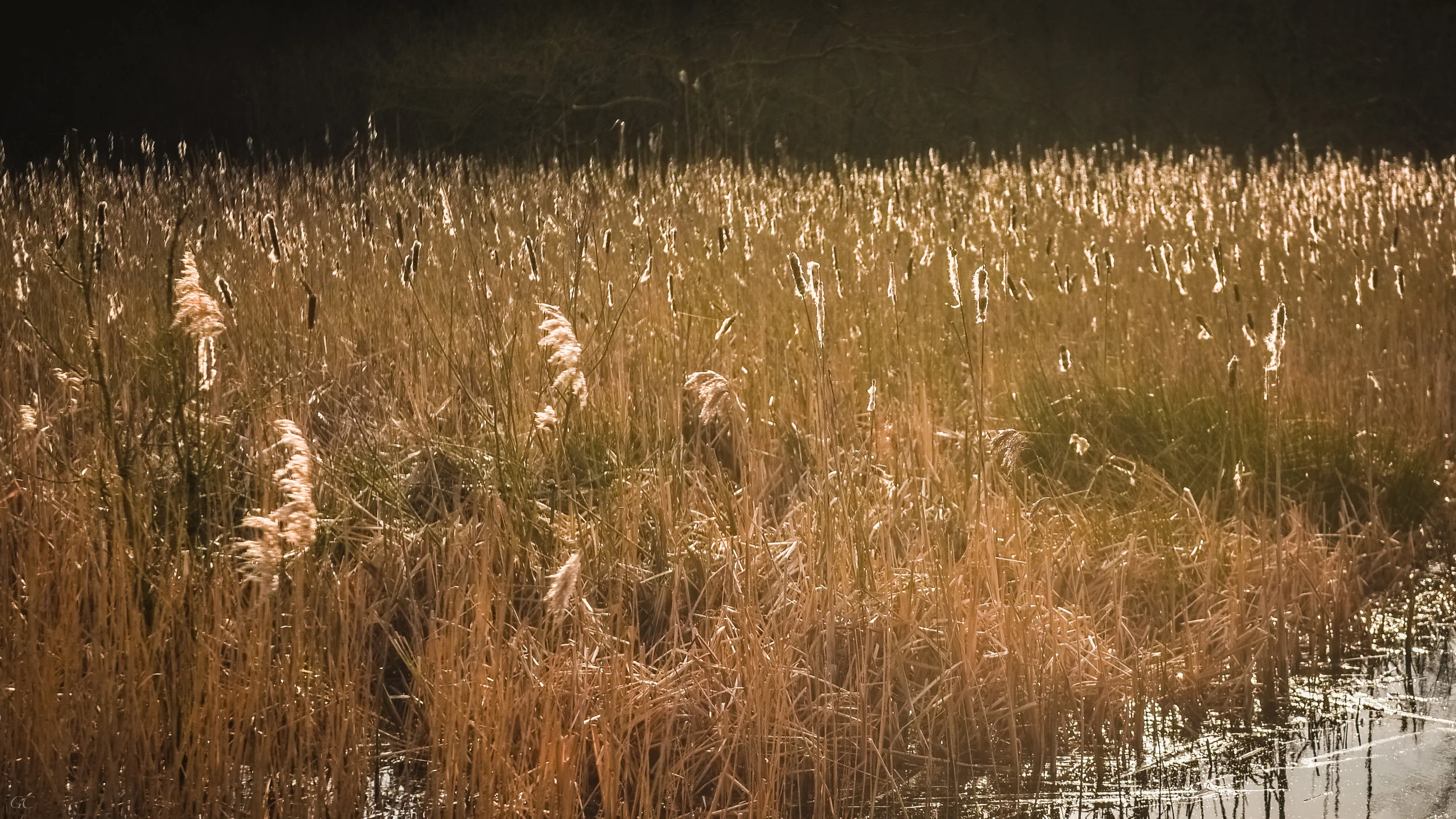 DSC_0048.jpg